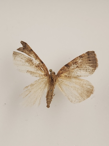 iNaturalist observation photo of Drepanulatrix