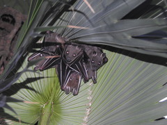 Cynopterus sphinx