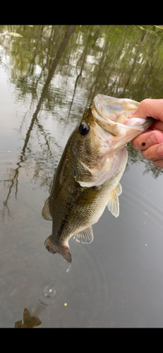 Largemouth Bass