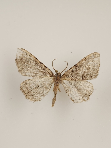 iNaturalist observation photo of Drepanulatrix