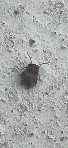 Coridromius, 2025-11-13