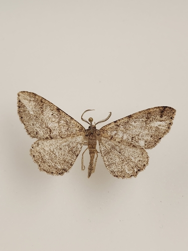 iNaturalist observation photo of Drepanulatrix