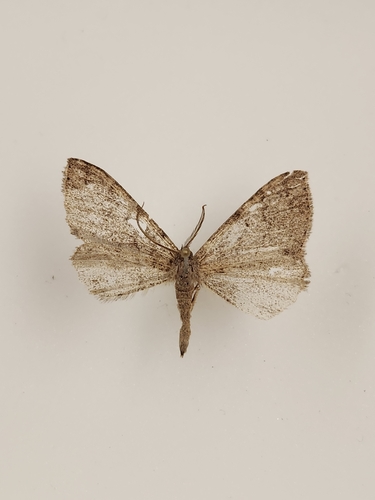iNaturalist observation photo of Drepanulatrix