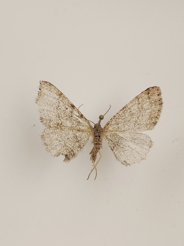 iNaturalist observation photo of Drepanulatrix