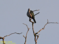 Ducula aenea pusilla