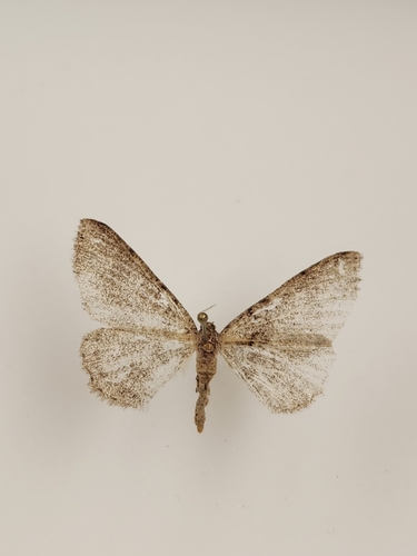 iNaturalist observation photo of Drepanulatrix