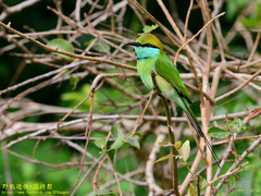 Merops orientalis ceylonicus