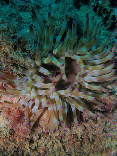 Photo of Red rockpool anemone (Cribrinopsis crassa)