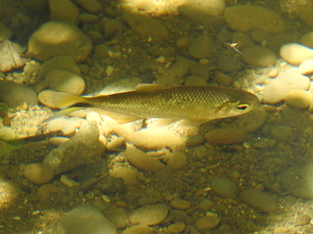 Sixaola River Astyanax