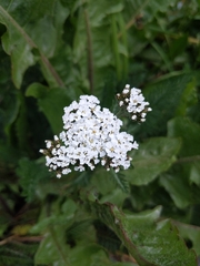 Achillea millefolium