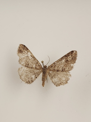 iNaturalist observation photo of Drepanulatrix