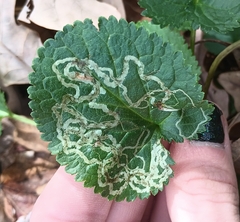 Phyllocnistis insignis