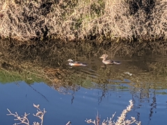 Lophodytes cucullatus