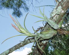 Tillandsia paucifolia