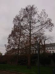 Alnus