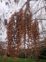 Alnus