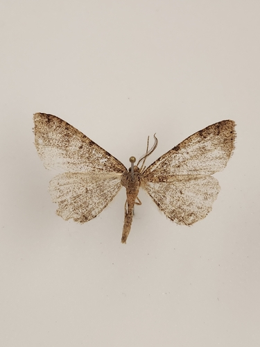 iNaturalist observation photo of Drepanulatrix