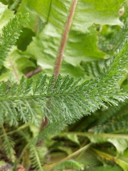 Achillea millefolium