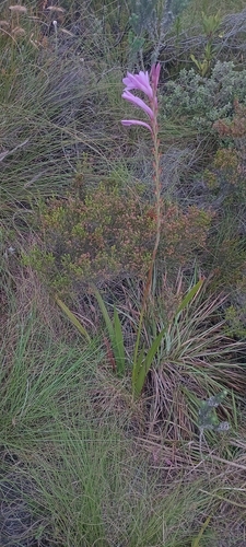 Watsonia knysnana, photograph 1