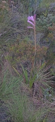 author not stated, no rights reserved Watsonia knysnana, photograph author not stated, no rights reserved