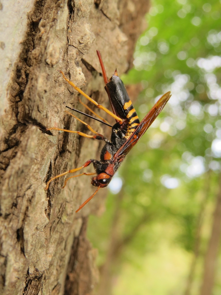 Horntails