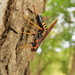 Siricidae - Photo (c) Craig Biegler, μερικά δικαιώματα διατηρούνται (CC BY-NC), uploaded by Craig Biegler