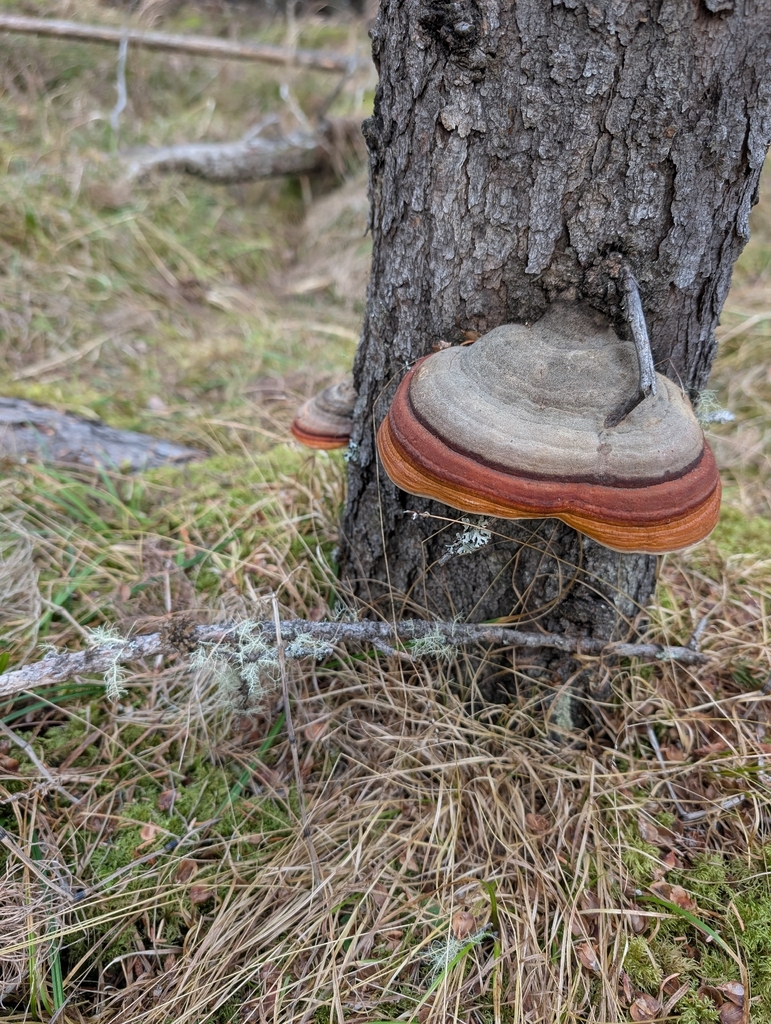 Fomitopsis mounceae · November 2025 · photo: © donnyboy (iNaturalist, cc-by)