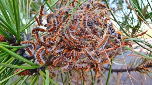 Processionaria del pino