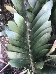 Zamia furfuracea
