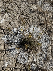Pyrrocoma racemosa
