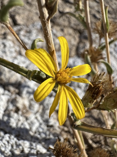 Pyrrocoma racemosa, photograph 2