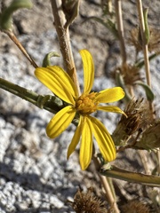 Pyrrocoma racemosa, photograph (c) Matt Berger, some rights reserved (CC BY)