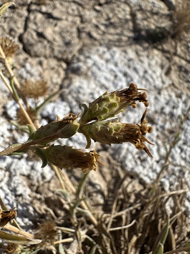 Pyrrocoma racemosa, photograph 3