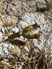 Pyrrocoma racemosa, photograph (c) Matt Berger, some rights reserved (CC BY)