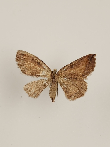 iNaturalist observation photo of Drepanulatrix