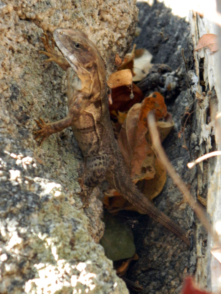 Oaxaca Spiny-tailed Iguana