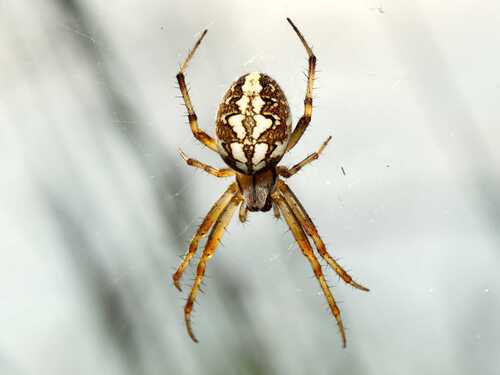 Neoscona byzanthina (Pavesi, 1876)