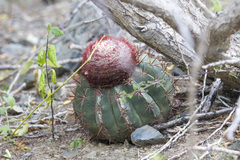 Melocactus macracanthos