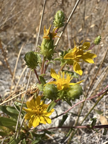 Ash Meadows Gumplant (Grindelia fraxinipratensis)