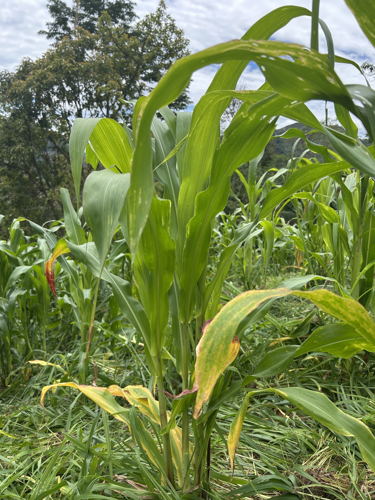 Zea mays