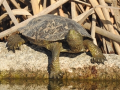 Mauremys leprosa leprosa