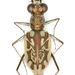 Coastal Tiger Beetle - Photo (c) Mike Quinn, Austin, TX, some rights reserved (CC BY-NC), uploaded by Mike Quinn, Austin, TX
