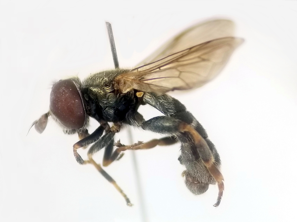Eumerus sogdianus