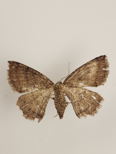 iNaturalist observation photo of Drepanulatrix
