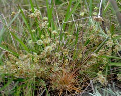 Psammotropha myriantha