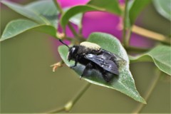 Centris nigrocaerulea