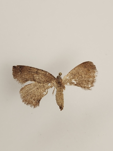 iNaturalist observation photo of Drepanulatrix