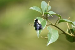 Centris nigrocaerulea