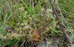 Psammotropha myriantha