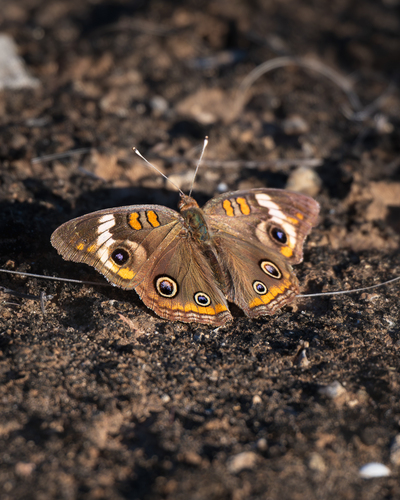 Common Buckeye